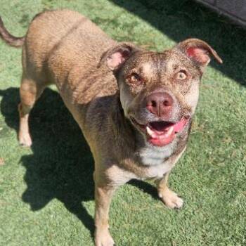 Norman -  Terrier and Mixed Breed Dog for Adoption in Fort Collins, Colorado - Norman | PetCurious
