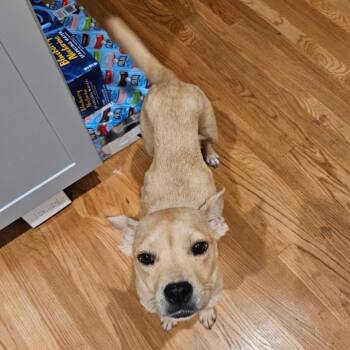 Cherry Garcia -  Mixed Breed Dog for Adoption in Rockville, Maryland - Cherry Garcia | PetCurious