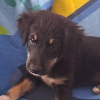 CONAN (out of town) -  Australian Shepherd and Mixed Breed Dog for Adoption in New York, New York - CONAN (out Of Town) | PetCurious