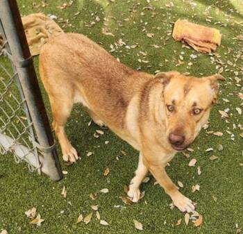 German Shepherd Dog and Boxer Dogs Available for Adoption - Galleta | PetCurious