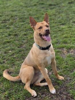 Husky and Cattle Dog Dogs Available for Adoption - Charlie | PetCurious