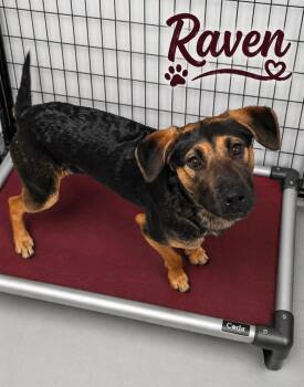 Doberman Pinscher Dogs Available for Adoption in Momence, Illinois - Raven | PetCurious