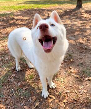 Ellen -  Husky Dog for Adoption in Little Rock, Arkansas - Ellen | PetCurious