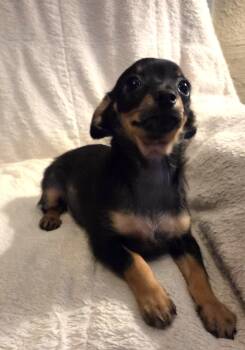 Chalupa -  Chihuahua and Terrier Dog for Adoption in Oakdale, California - Chalupa | PetCurious