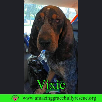 Rescue Hound Dogs for Adoption in Pensacola, Florida - Vixie | PetCurious