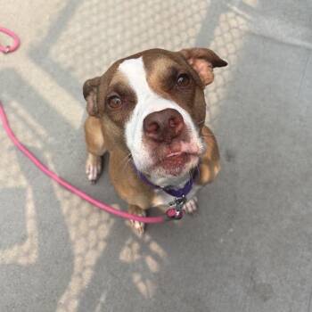 Lylah -  Mixed Breed Dog for Adoption in Pittsburgh, Pennsylvania - Lylah | PetCurious