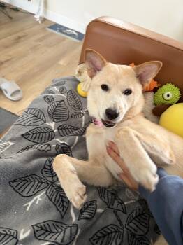 Rescue Jindo Dogs for Adoption in San Diego, California - Momo | PetCurious