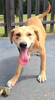 Fern AA in MS -  Labrador Retriever and Standard Poodle Dog for Adoption in Warwick, Rhode Island - Fern AA In MS | PetCurious