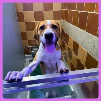 NCR8956 Duke -  Hound and Mixed Breed Dog for Adoption in Port Washington, New York - NCR8956 Duke | PetCurious