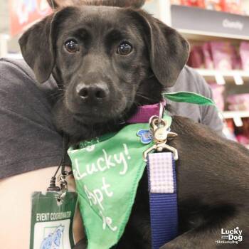 Terrier and Labrador Retriever Dogs Available for Adoption - Zeal | PetCurious