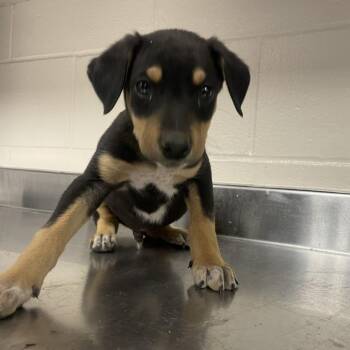Doberman Pinscher Dogs Available for Adoption in San Antonio, Texas - JAR JAR | PetCurious