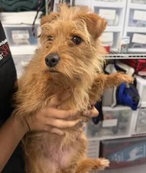 Cora -  Mixed Breed Dog for Adoption in West Chester, Pennsylvania - Cora | PetCurious