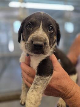 Ravioli -  German Shepherd Dog Dog for Adoption in Monte Vista, Colorado - Ravioli | PetCurious