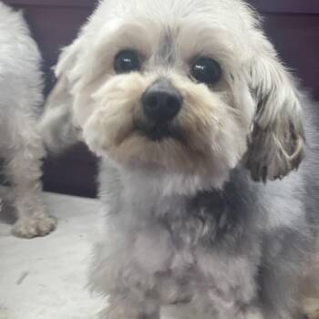 Yorkie Poo Dogs Available for Adoption in Los Angeles, California - Sissy~tiny Precious Girl | PetCurious