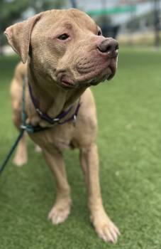 Pit Bull Terrier Dogs Available for Adoption in Eagle, Idaho - Snoop --Courtesy Post. Out Of Town Pet. See Below For Details-- | PetCurious