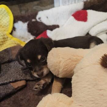 Terrier Dogs Available for Adoption in Austin, Texas - Sharron | PetCurious