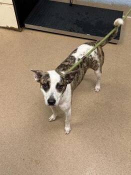 Salonda -  Mixed Breed Dog for Adoption in Chamblee, Georgia - Salonda | PetCurious