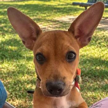 NANI (out of town) -  Chihuahua and Miniature Pinscher Dog for Adoption in New York, New York - NANI (out Of Town) | PetCurious