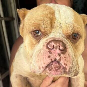 Tato -  English Bulldog and Mixed Breed Dog for Adoption in Springboro, Ohio - Tato | PetCurious