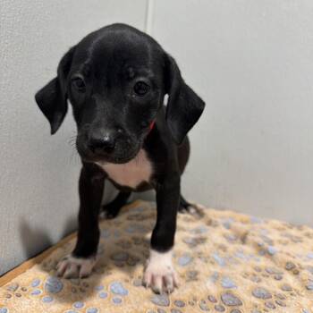 Quinn -  Labrador Retriever and Mixed Breed Dog for Adoption in Tampa, Florida - Quinn | PetCurious