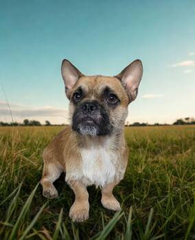 Cisco -  French Bulldog and Corgi Dog for Adoption in Dallas, Georgia - Cisco | PetCurious