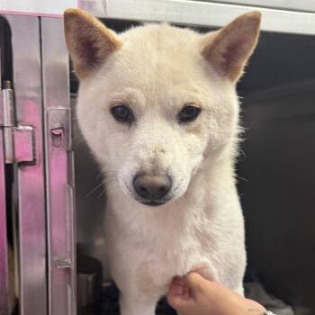 Rescue Shiba Inu Dogs for Adoption in Northbrook, Illinois - Kintsugi | PetCurious