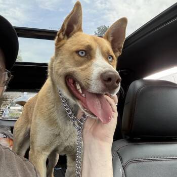 Husky and German Shepherd Dog Dogs Available for Adoption - River | PetCurious