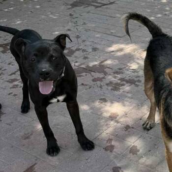 Rescue American Staffordshire Terrier Dogs for Adoption in Spring, Texas - BeeBee | PetCurious