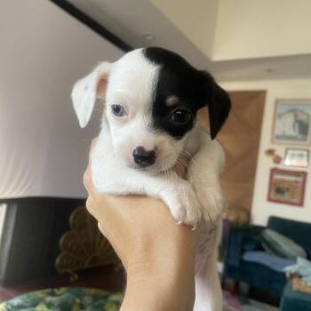 Huygens -  Chihuahua and Mixed Breed Dog for Adoption in Los Angeles, California - Huygens | PetCurious