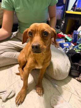 Dachshund and Chihuahua Dogs Available for Adoption in Seguin, Texas - Phynn | PetCurious