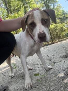 Moon -  Mixed Breed Dog for Adoption in Georgetown, South Carolina - Moon | PetCurious