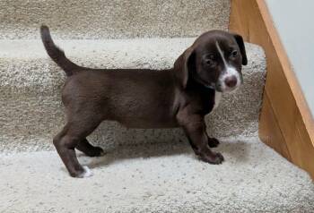 Mariposa -  Chihuahua and American Staffordshire Terrier Dog for Adoption in Clatskanie, Oregon - Mariposa | PetCurious