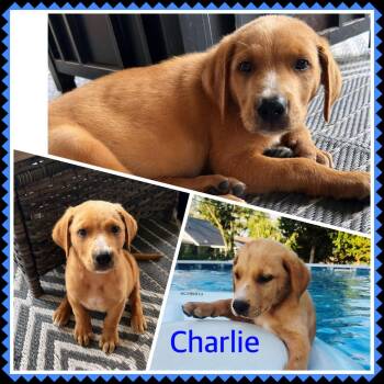 Charlie -  Labrador Retriever Dog for Adoption in Fenton, Missouri - Charlie | PetCurious