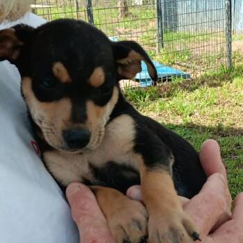 Chihuahua and Beagle Dogs Available for Adoption - Mickey | PetCurious