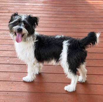 Tidus -  Lhasa Apso Dog for Adoption in Slidell, Louisiana - Tidus | PetCurious