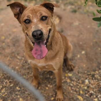 Rescue Pit Bull Terrier Dogs for Adoption in Midland, Texas - Willow | PetCurious