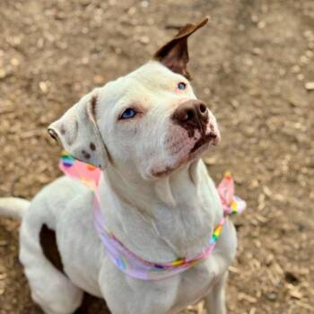 AVA -  American Staffordshire Terrier Dog for Adoption in San Antonio, Texas - AVA | PetCurious