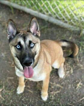 Rescue German Shepherd Dog and Husky Dogs for Adoption in Houston, Texas - Tristan | PetCurious