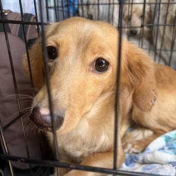 Sister -  Dachshund Dog for Adoption in Midland, Texas - Sister | PetCurious