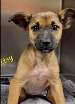 Itsy -  Mixed Breed Dog for Adoption in Groveland, Massachusetts - Itsy | PetCurious