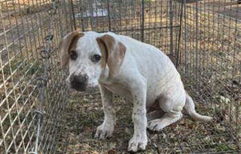 MIA -  Mixed Breed Dog for Adoption in Dallas, Texas - MIA | PetCurious