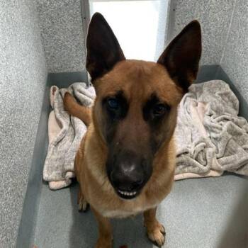 Belgian Shepherd Malinois Dogs Available for Adoption - Latraus | PetCurious