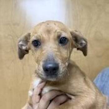 Little Ann-4626 -  Terrier and Mixed Breed Dog for Adoption in Tyler, Texas - Little Ann-4626 | PetCurious