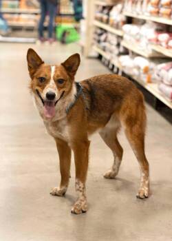 Rescue Australian Cattle Dog Blue Heeler Dogs for Adoption in West Richland, Washington - Red Rover | PetCurious