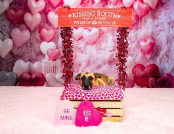 Belgian Shepherd Malinois Dogs Available for Adoption - Justin | PetCurious