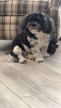 Cavalier King Charles Spaniel and Bichon Frise Dogs Available for Adoption - Bubba | PetCurious
