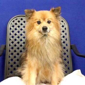 Mufasa -  Pomeranian Dog for Adoption in Fort Davis, Texas - Mufasa | PetCurious