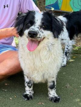 Princess -  Spaniel Dog for Adoption in San Diego, California - Princess | PetCurious