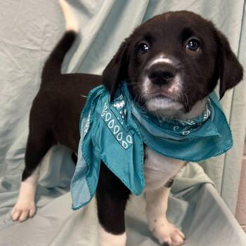 Mixed Breed Dogs Available for Adoption - Sourdough | PetCurious