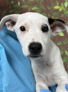 Shepherd and Mixed Breed Dogs Available for Adoption - Joey | PetCurious